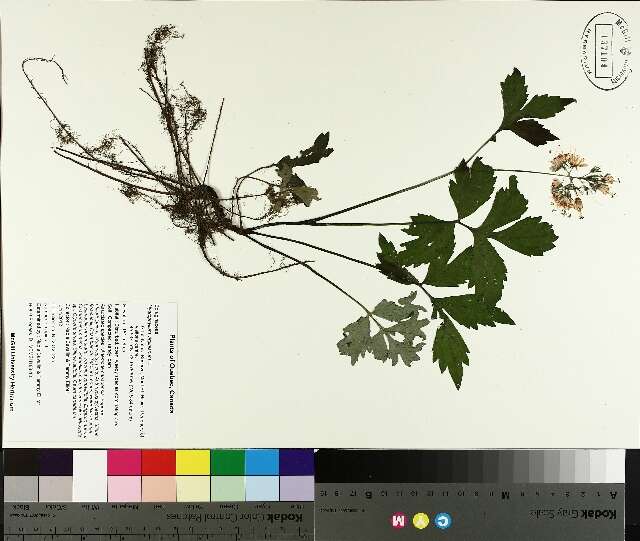 Sivun Hydrophyllum virginianum L. kuva