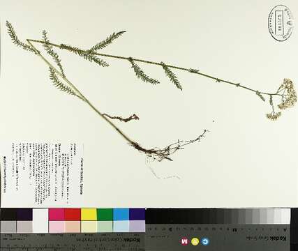 Image of yarrow, milfoil