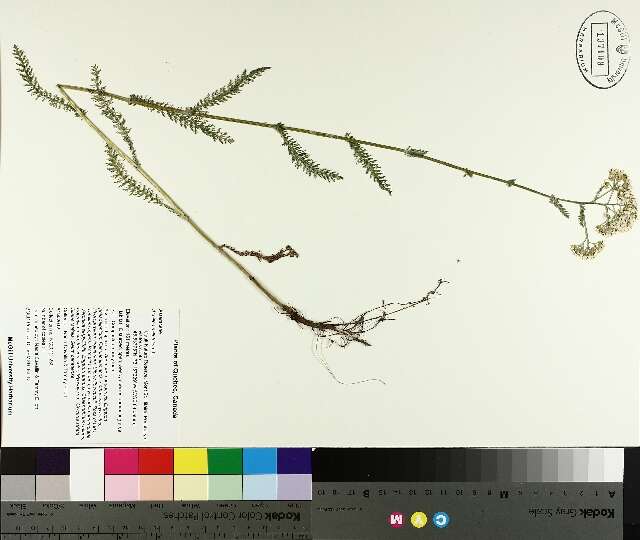 Image of yarrow, milfoil