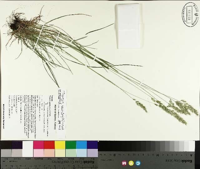 Trisetum spicatum (L.) K. Richt. resmi