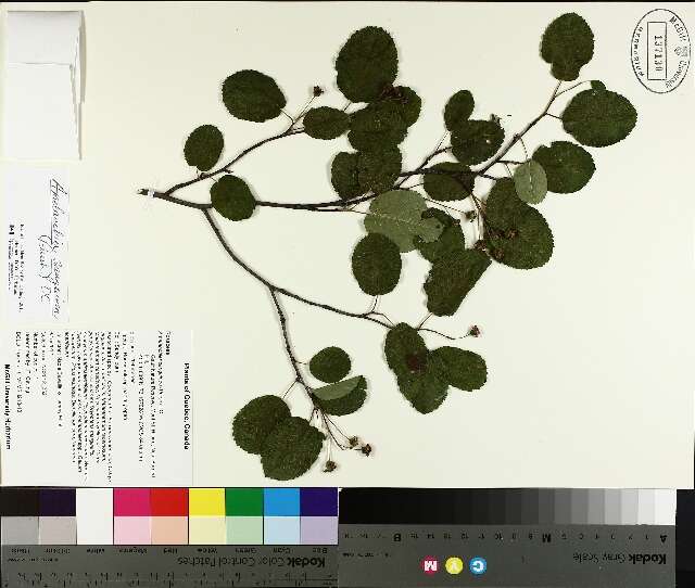 Image of roundleaf serviceberry