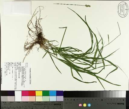 Слика од Carex cephaloidea (Dewey) Dewey ex Boott