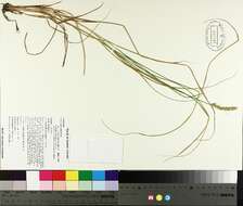 Image of Brown fox sedge