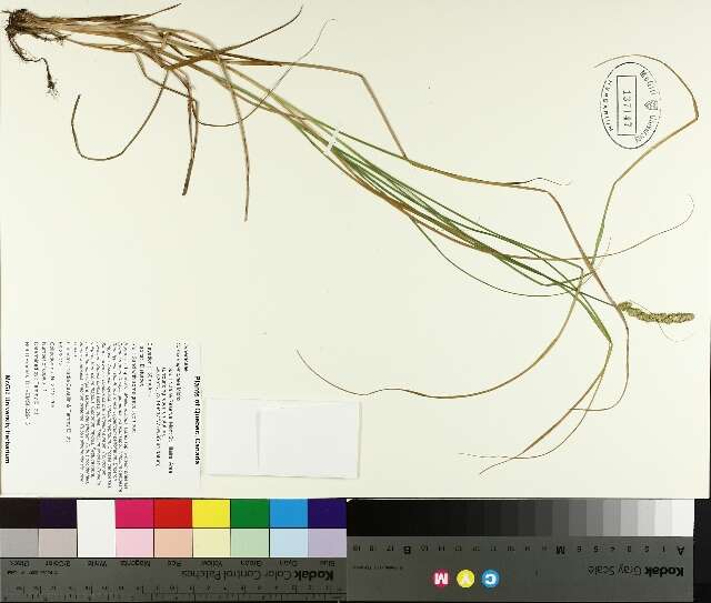 Image of Brown fox sedge