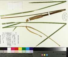 Plancia ëd Typha latifolia L.