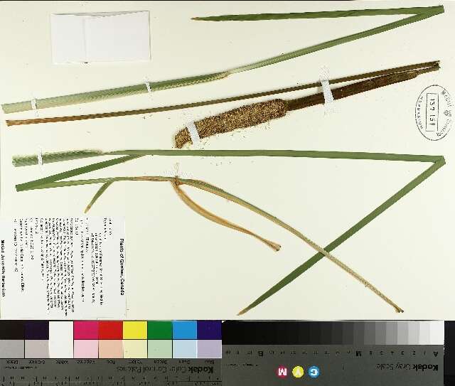 Image of broadleaf cattail