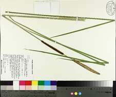 Plancia ëd Typha angustifolia L.