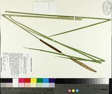 Image of Lesser Bulrush