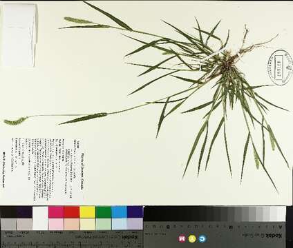 Image of green bristlegrass