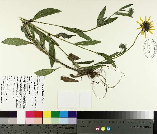 Image of blackeyed Susan