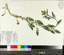 Image of bog yellowcress