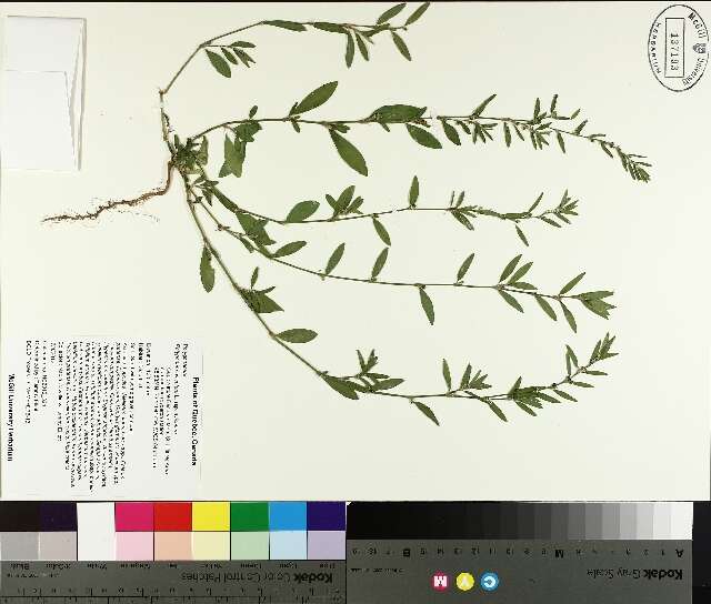 Image of knotgrass