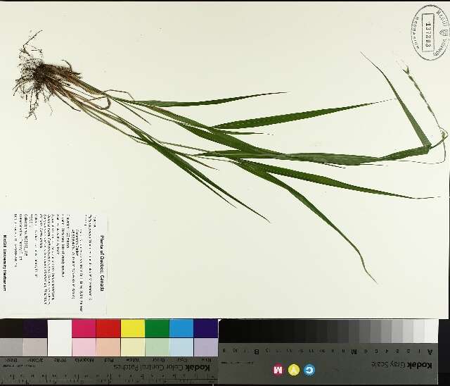 Image of blackseed ricegrass