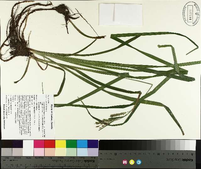 Image of Eastern Rough Sedge