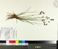 Image of Narrow-Panicle Rush