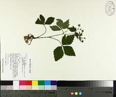 Sanicula trifoliata Bicknell resmi