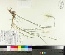 Image of Hordeum jubatum subsp. jubatum