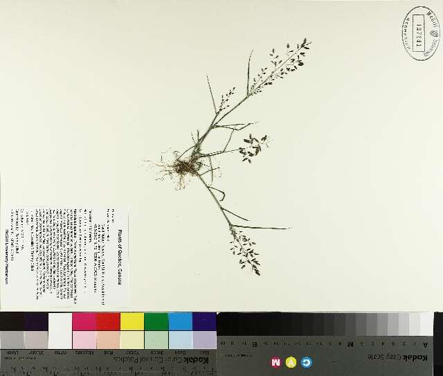 Image de Eragrostis minor Host