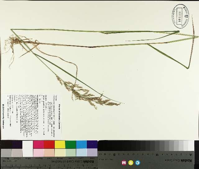 Sivun Calamagrostis canadensis (Michx.) P. Beauv. kuva