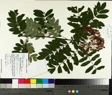 Image de Sorbus decora (Sarg.) Schneid.