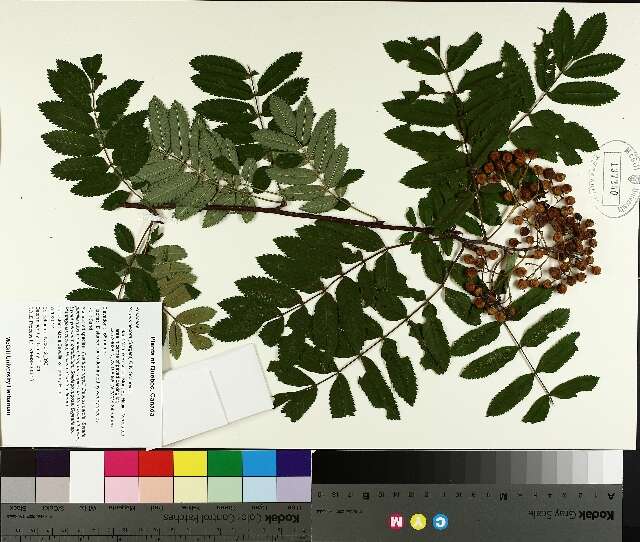 Image de Sorbus decora (Sarg.) Schneid.