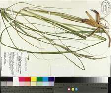 Image of Freshwater Cord Grass