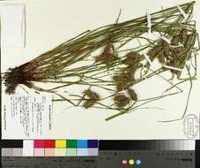 Image of shallow sedge