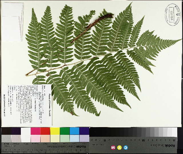 Image of Goldie's Wood Fern