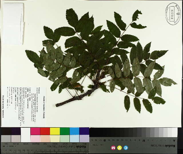 Image de Sorbus decora (Sarg.) Schneid.