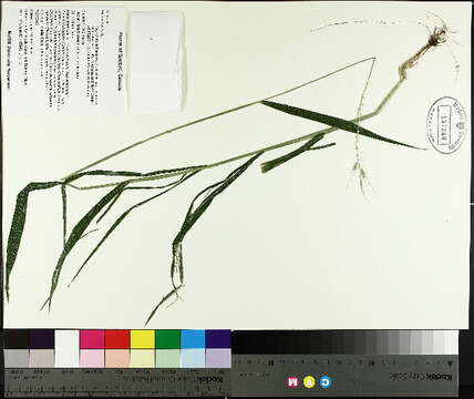 Image of Eastern Bottle-Brush Grass