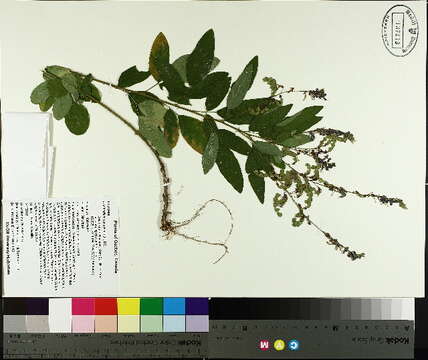 Imagem de Desmodium canadense (L.) DC.