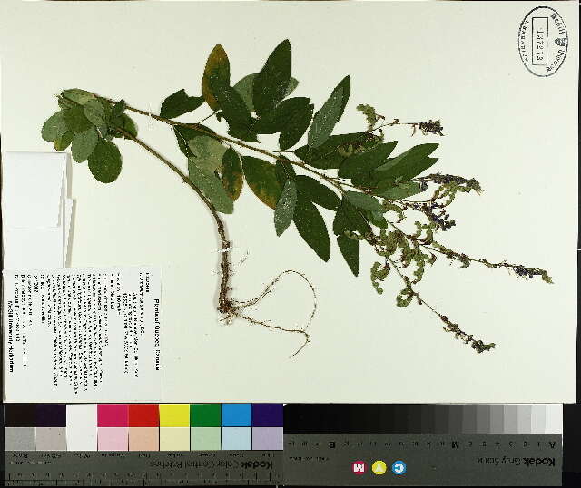 Imagem de Desmodium canadense (L.) DC.