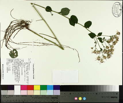 Image of bigleaf aster