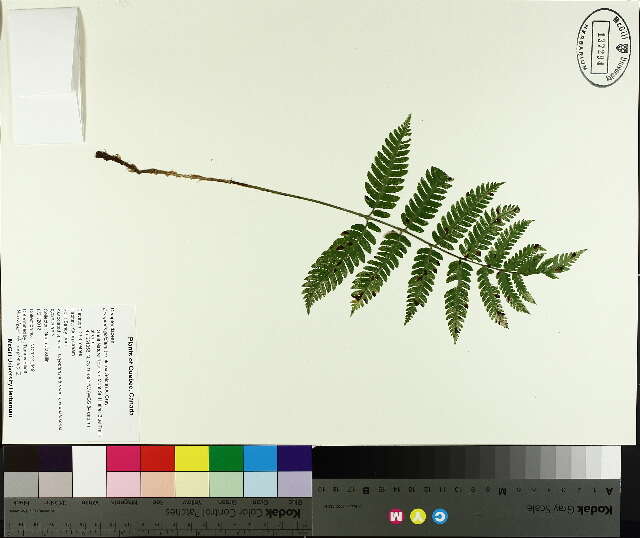 Image of Goldie's Wood Fern