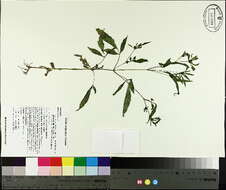 صورة Bidens frondosa L.