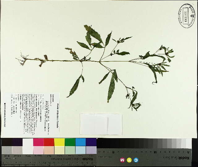 صورة Bidens frondosa L.