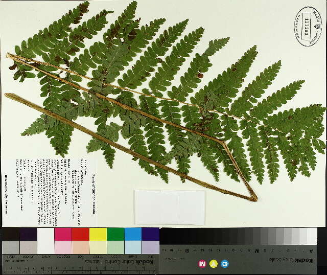 Image of interrupted fern