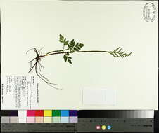 Слика од Sceptridium dissectum