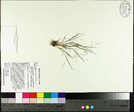 Image of Gattinger's Panic Grass