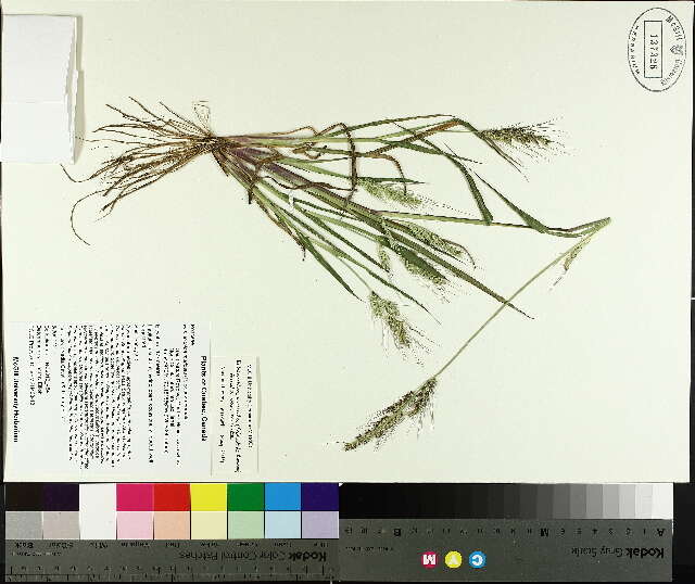 Echinochloa muricata (P. Beauv.) Fernald resmi