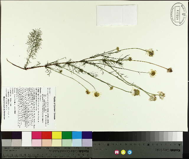 Image of scentless false mayweed