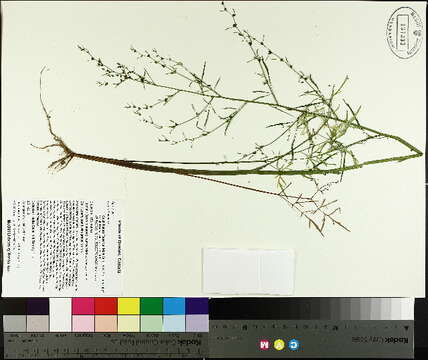 Image of bulblet-bearing water hemlock