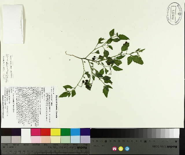 Image of Eastern Black Nightshade