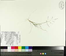 Image de Eragrostis pectinacea (Michx.) Nees