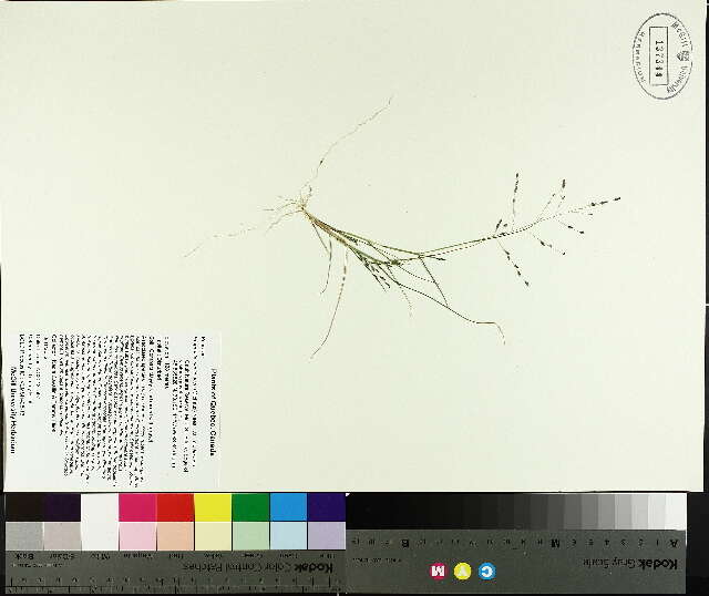 Image de Eragrostis pectinacea (Michx.) Nees