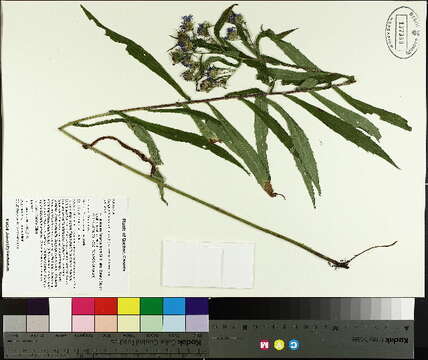 Image of purplestem aster