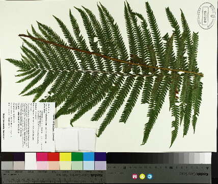 Image of ostrich fern