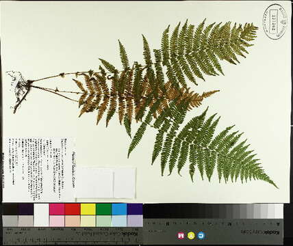 Imagem de Parathelypteris noveboracensis (L.) Ching