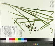 Image of Mosquito Bulrush