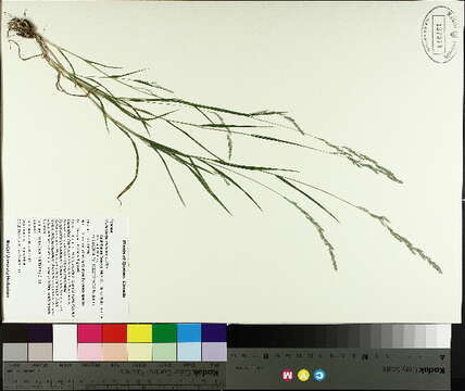 Plancia ëd Muhlenbergia mexicana (L.) Trin.